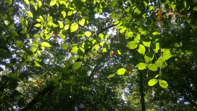 Dirndl im Wald