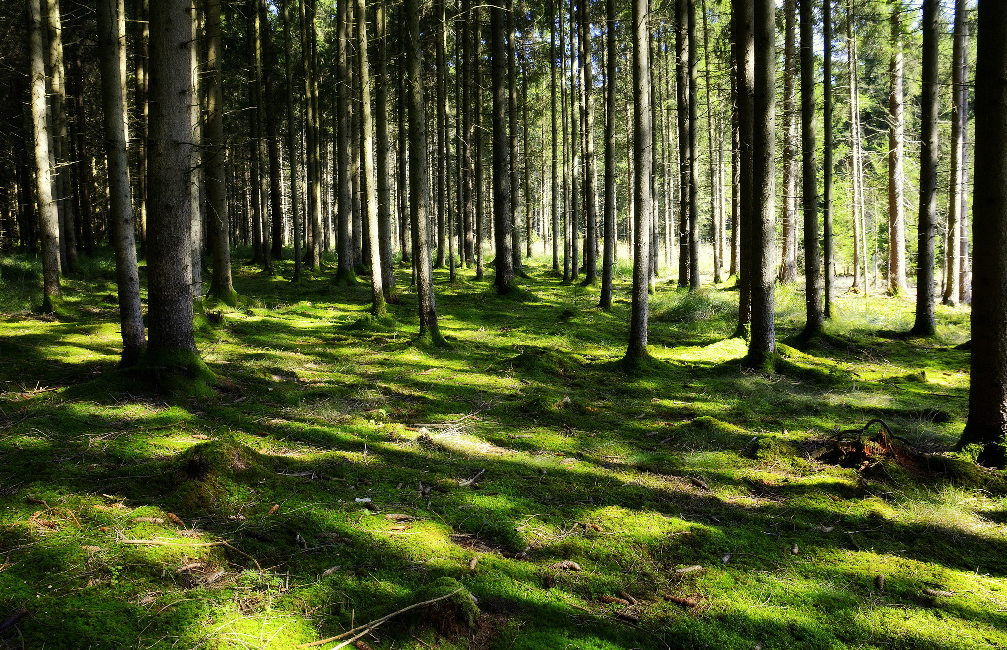 Es ist diese satte Grün GrazUmgebung
