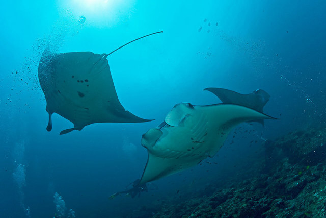 Eintauchen in die Unterwasserwelt der Malediven.
