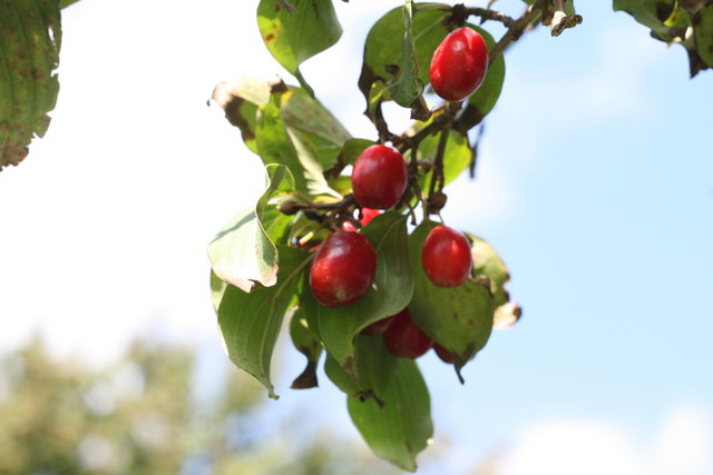 rote Dirndl