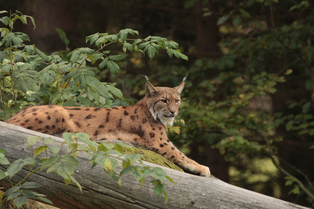 Eurasischer Luchs © Josef Limberger