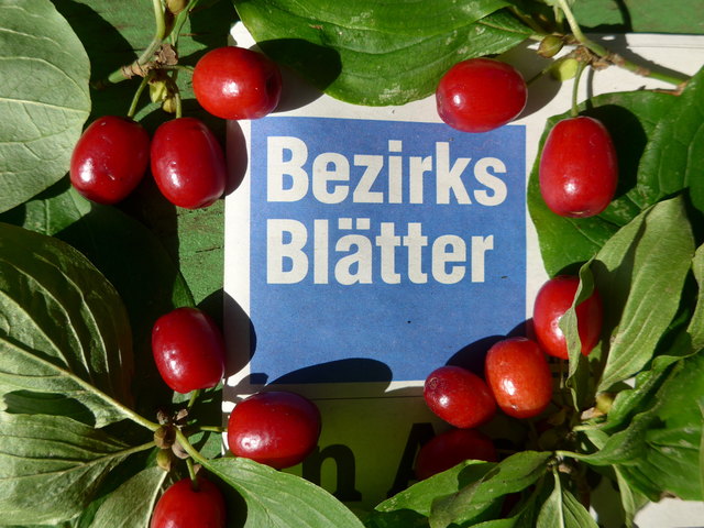Dirndln mit Bezirksblätter