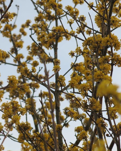 Ungarische Dirndlgesellschaft - Frühling naht