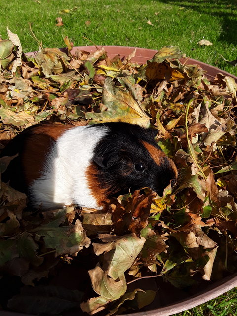 Steffi tankt Herbstsonne