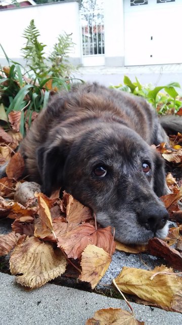 Unser haariger Liebling im Blätterbad
