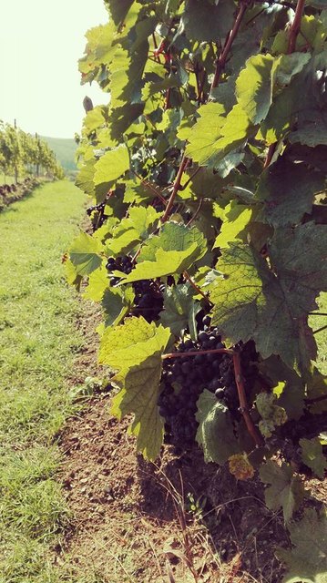 wandern am csaterberg