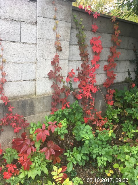 ... im Herbst stört die trennende Mauer nicht !