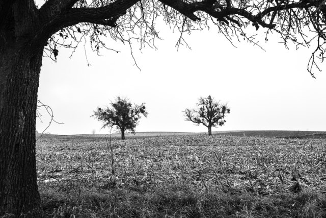 Einsame Bäume im Zwielicht