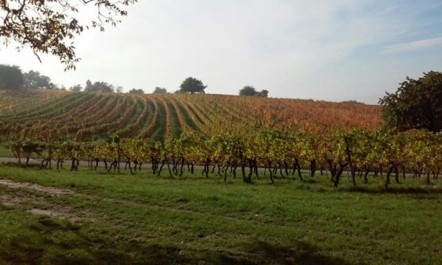 Wenn sich die Blätter der Weingärten in allen Farben zeigen