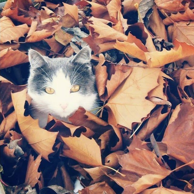 Selbst unsere Katze "Gipsy" hilft bei der Gartenarbeit mit!