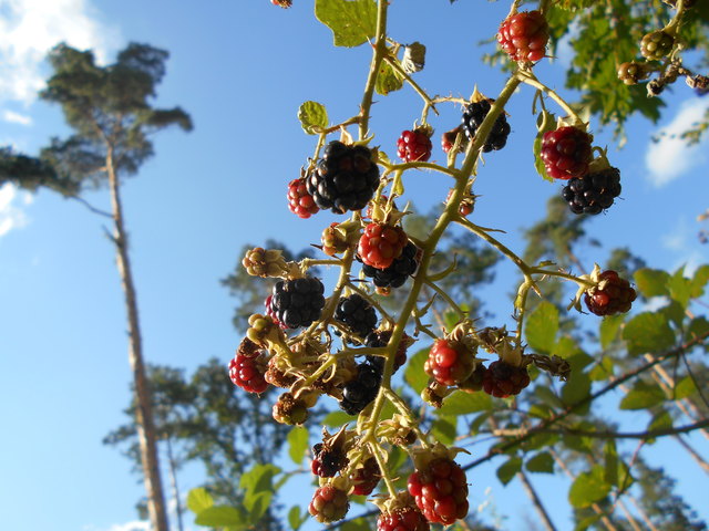 Rot und Schwarz, wer gewinnt die Wahl?