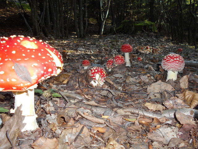 Familie Fliegenpilz lässt grüßen
