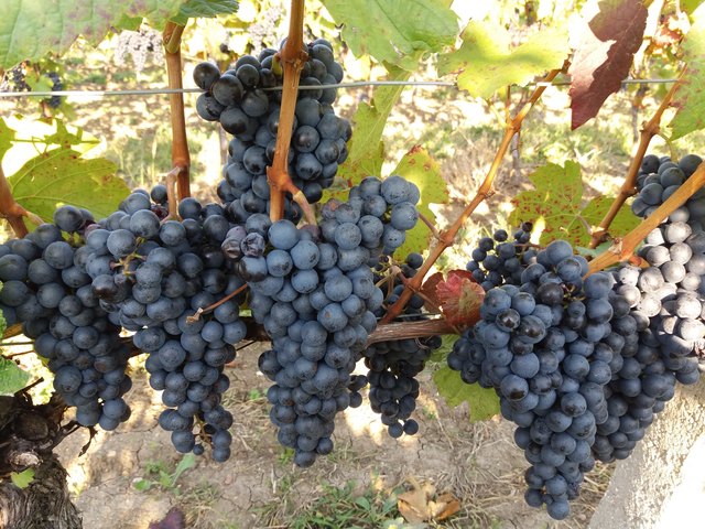 Weintrauben aus Horitschon