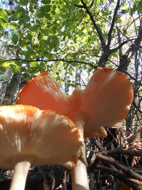 Einmal den Wald von unten betrachten