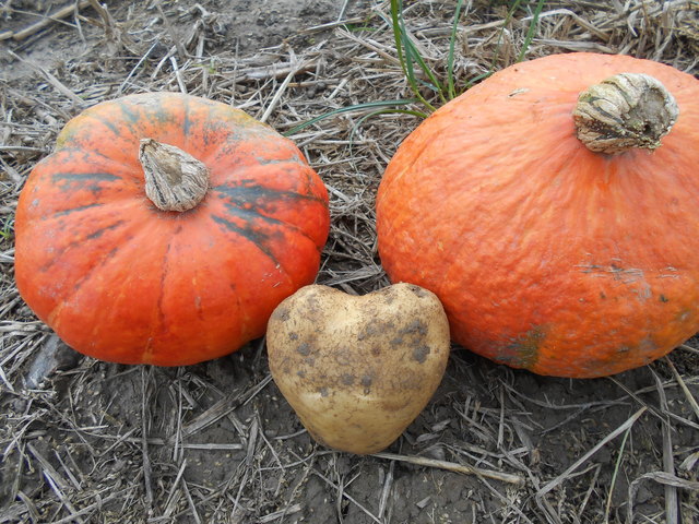 Erdäpfel liebt Kürbis