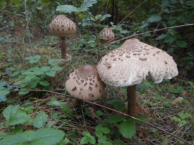 Im Herbst braucht man oft einen Schirm