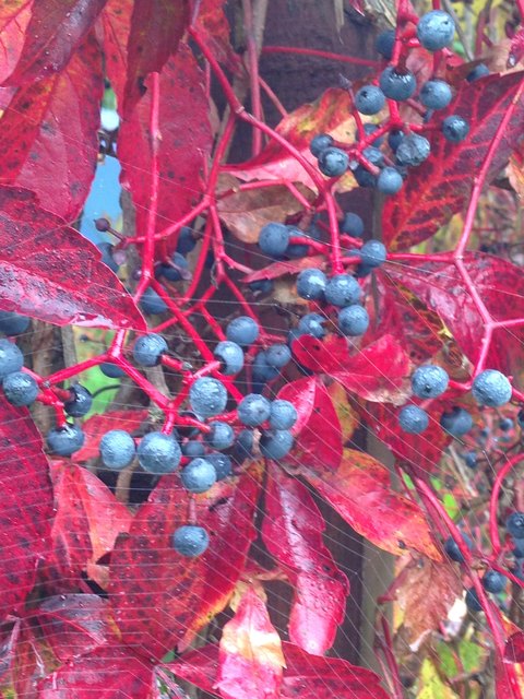 Der beste Maler ist der Herbst