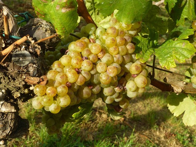 Goldener Herbst im Weinviertel!