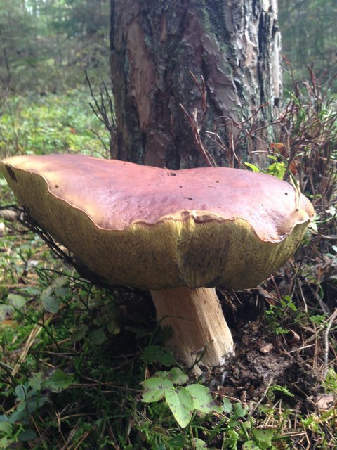 Prachtexemplar von Herrenpilz 600 Gramm