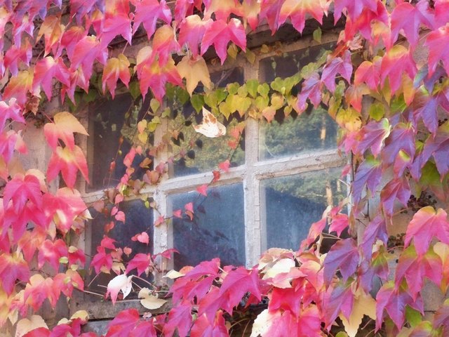 Herbstlicher Feuerball