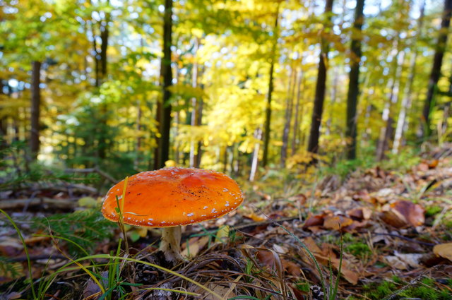 "Ein Männlein steht im Walde..."