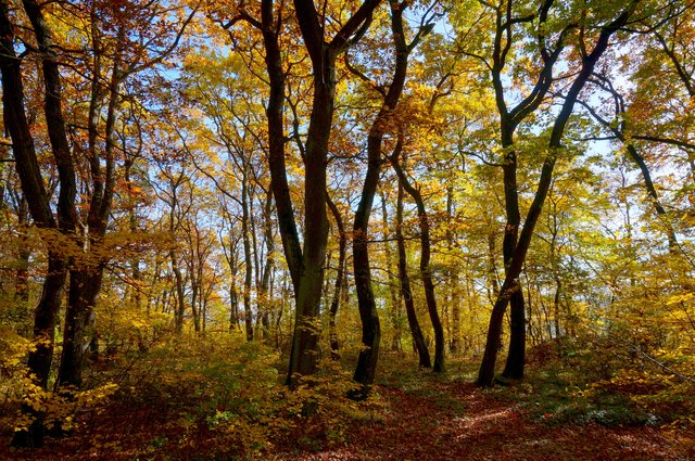 Im Zillingdorfer Wald