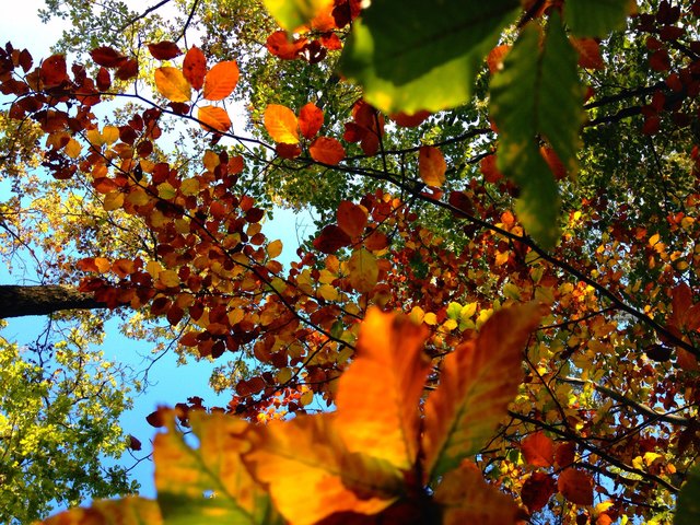 Im Herbst verwandelt sich der Geschriebenstein in ein Blätterparadies!