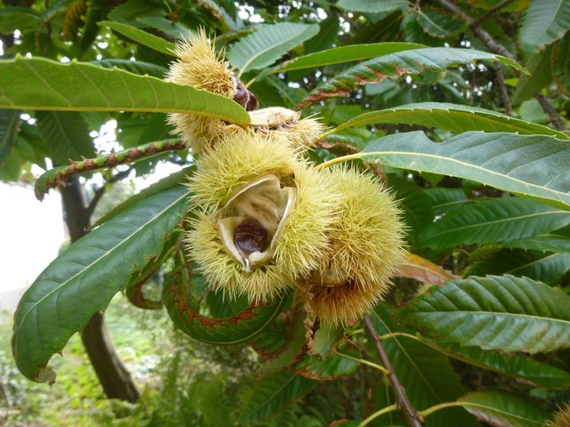 Edelkastanie im Weinviertel!