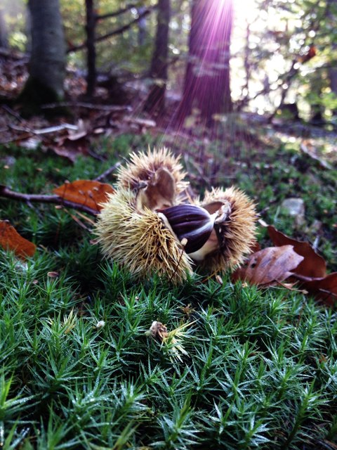 Der Herbst und seine kleinen Schätze
