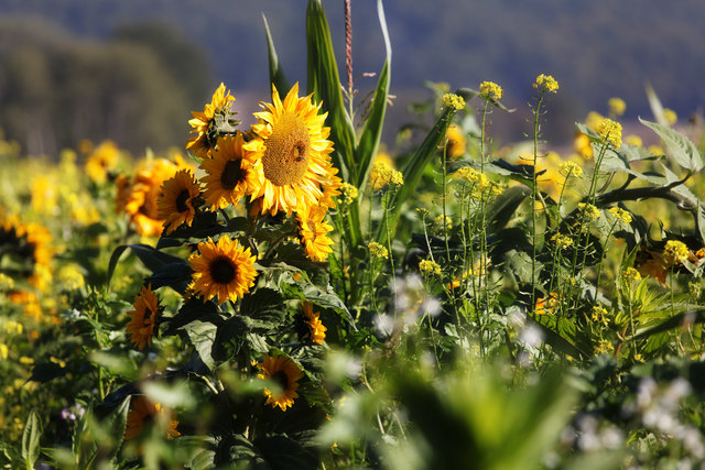 Sonnenblumenfeld neben der Hauptstraße in Welten, Bezirk Jennersdorf