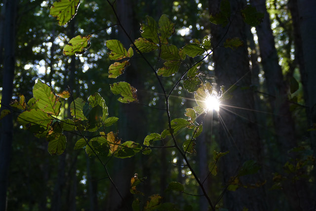 Im Wald beim "Marzer Narr"