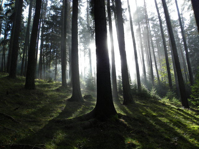 Licht durch den Nebel im Rosaliengebirge