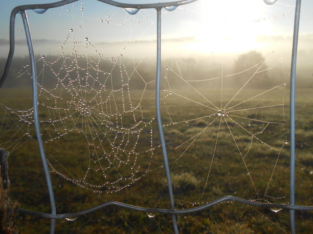 Das Wunder der Natur verspielt im Herbst