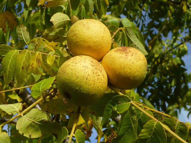Schwarznussbaum im Weinviertel!
