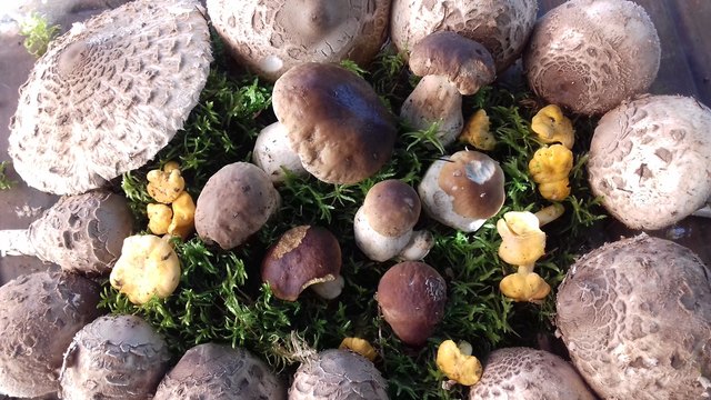 Erntrdank aus dem Wald