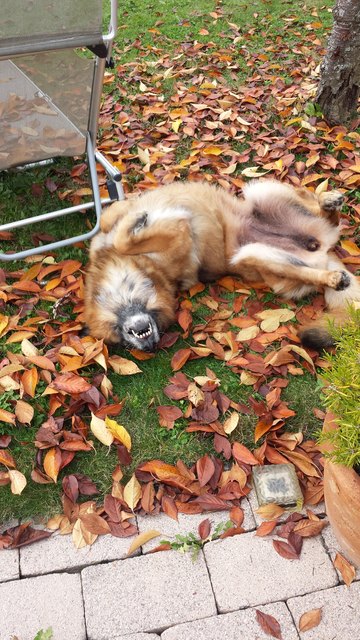 Goldener Herbst! Schäferhund Pamina genießt den Herbst....