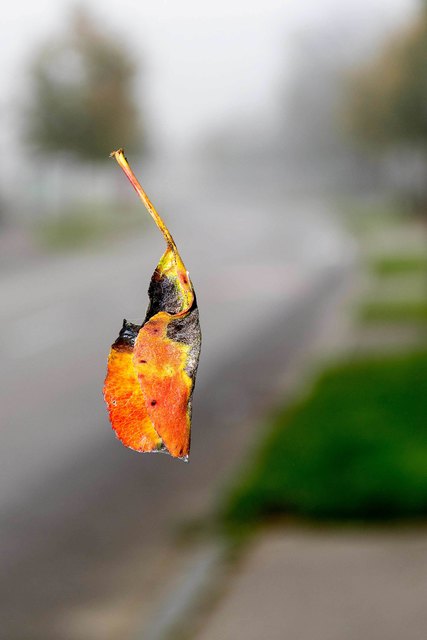 Schwebendes Blatt
