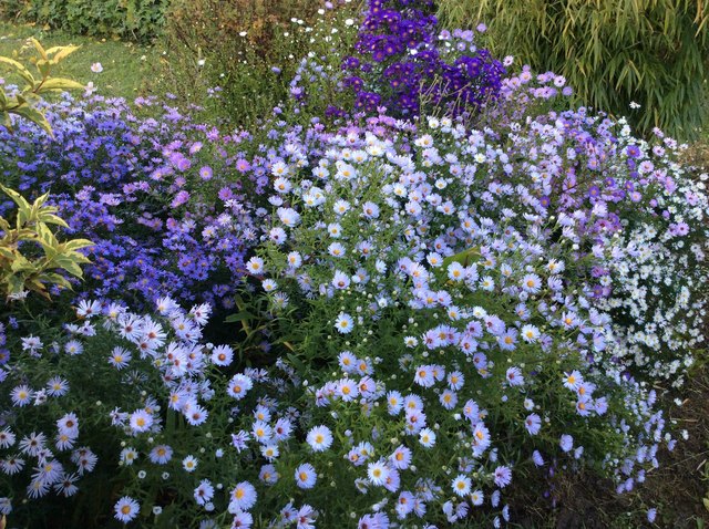 Herbstastern im Garten
