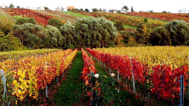 Im Eisenberger Hummergraben