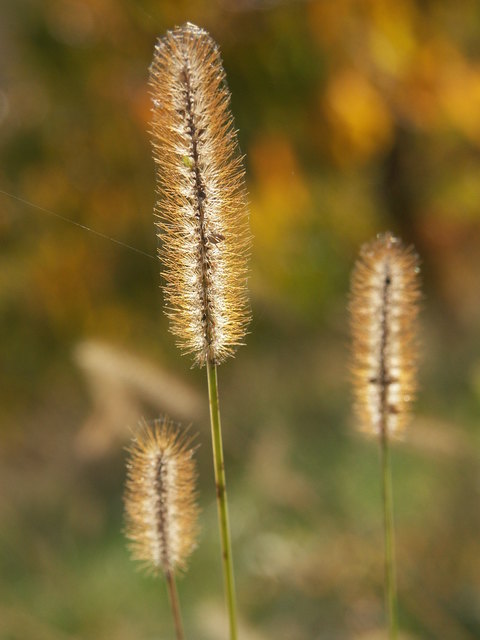 STEPPEN - LIESCHGRAS