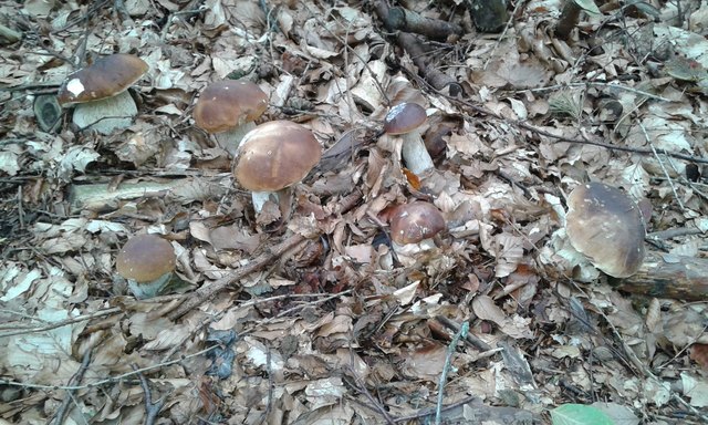 Herrliches herbstfoto