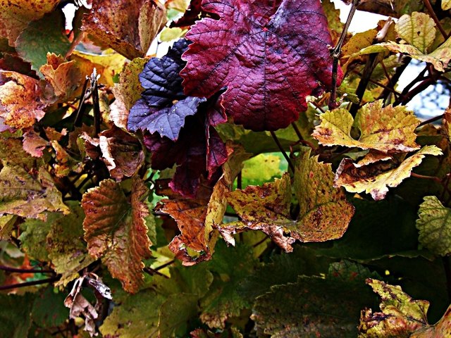 Buntes Weinlaub