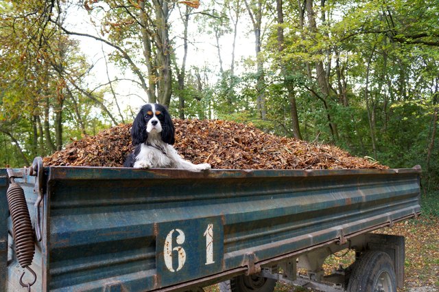Baden im Blätter-Meer :)