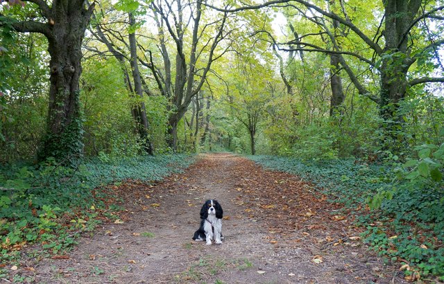 kleiner Hund, großer Wald