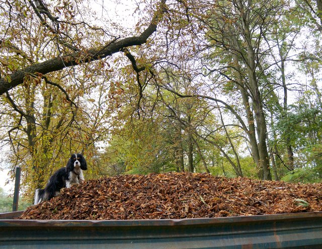 Prinzessin-Stella überwacht den Laubhaufen
