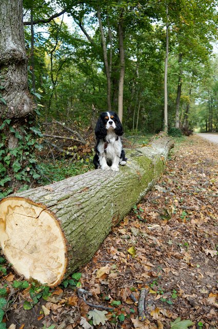 "Oktober zieht sein buntes Band als Steckbrief übers ganze Land." (Volksmund)