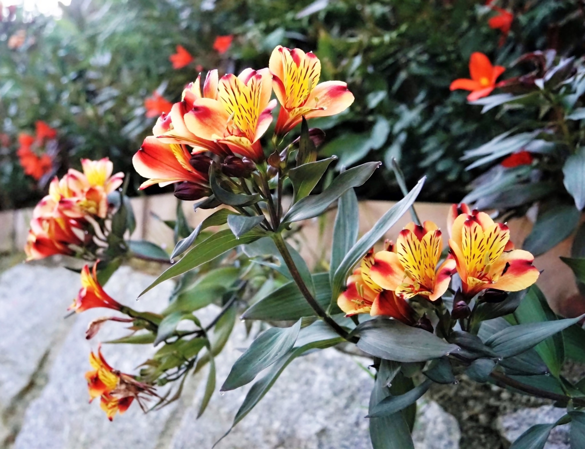 spät blühende Lilien Kufstein