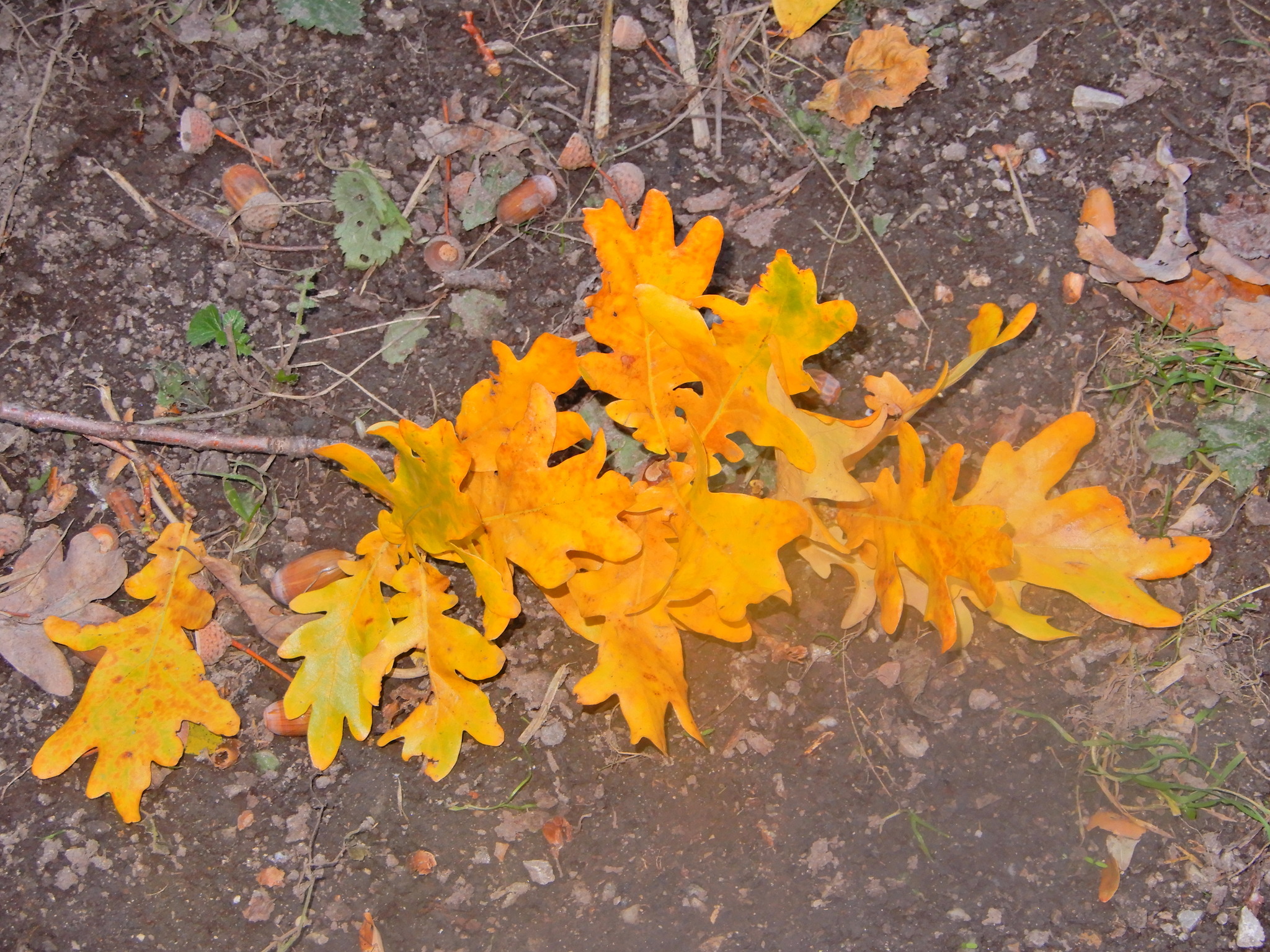 Goldenes Eichenlaub - Korneuburg