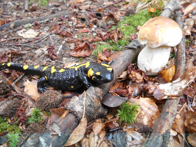 Ein bunter Geselle will mir meinen Pilz stehlen!