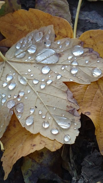 Blatt mit Tautropfen